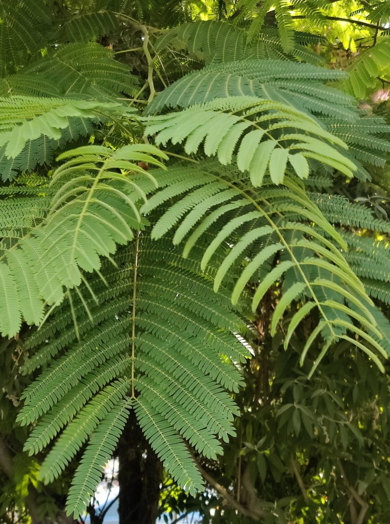 Albizia_julibrissin_leaves_cut_up