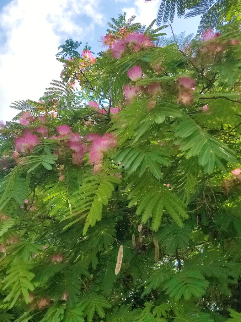 Albizia_julibrissin_many_flowers_up1