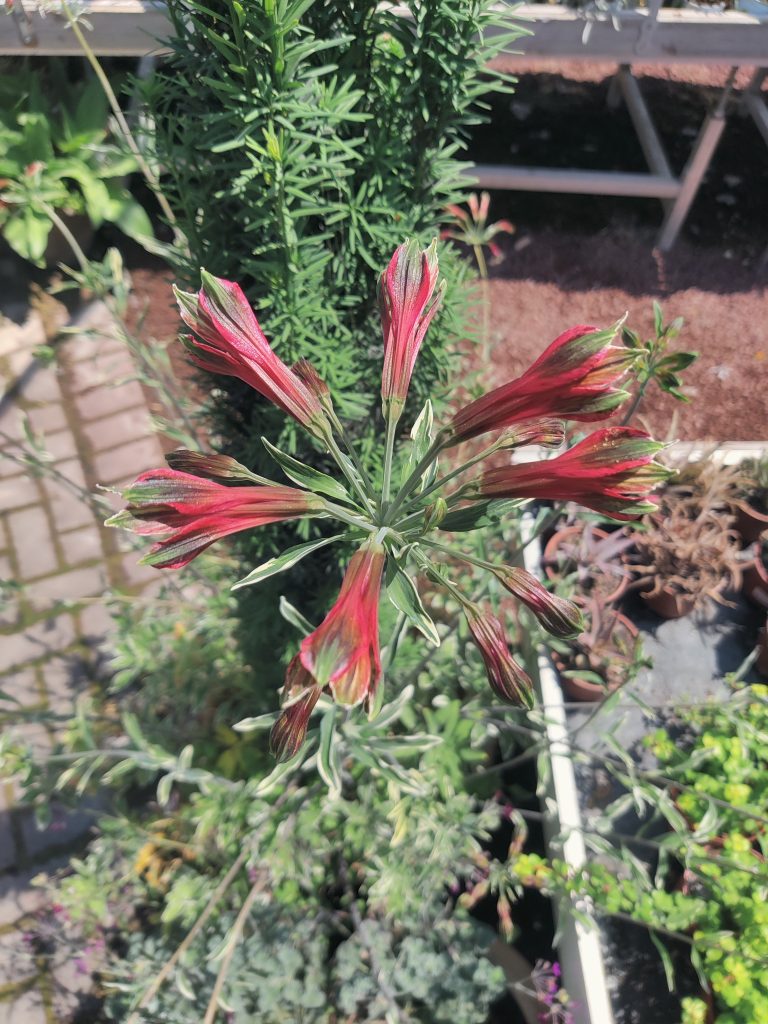 Alstroemeria_psittacina_Variegata_flower_head_up1