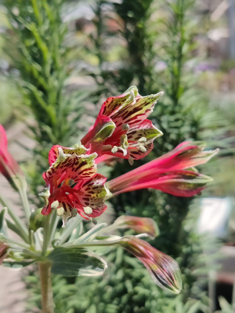 Alstroemeria_psittacina_Variegata_flower_head_up2