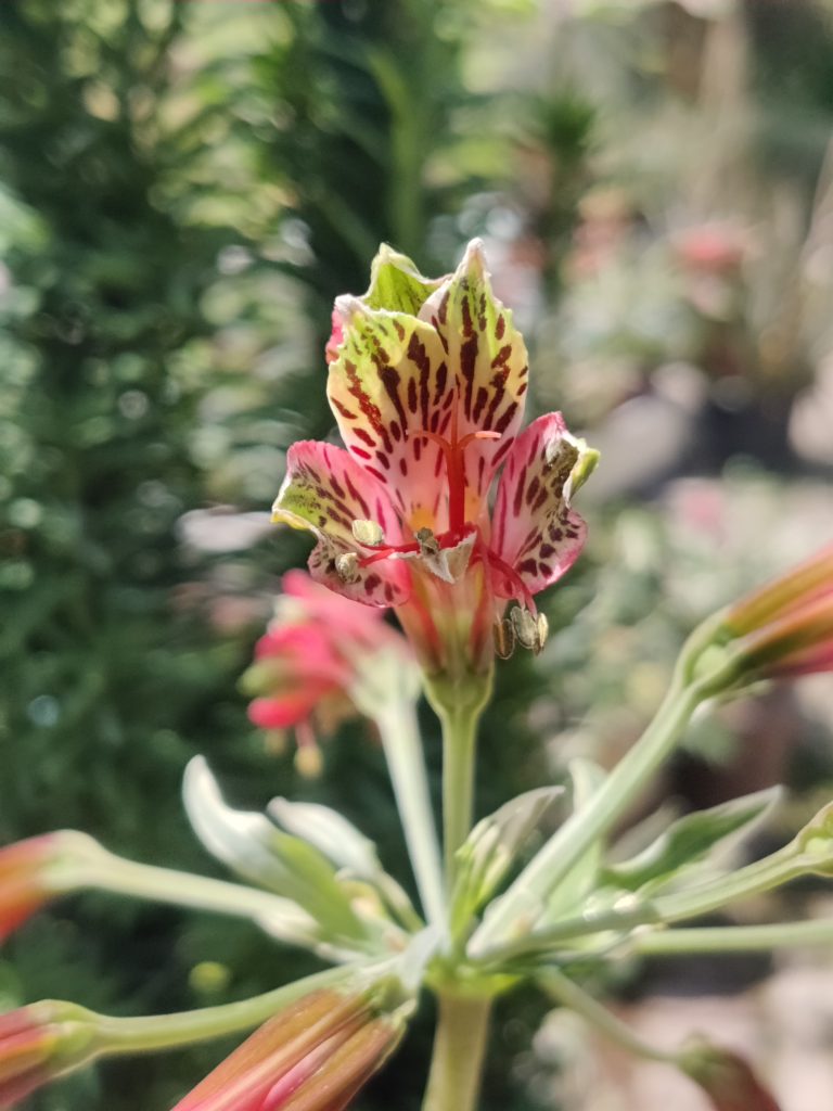 Alstroemeria_psittacina_Variegata_flower_up1