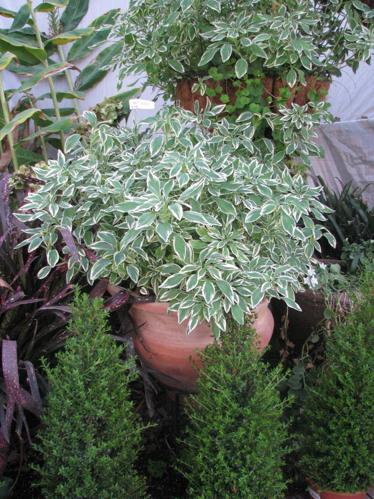 Alstroemeria_psittacina_Variegata_full_up1