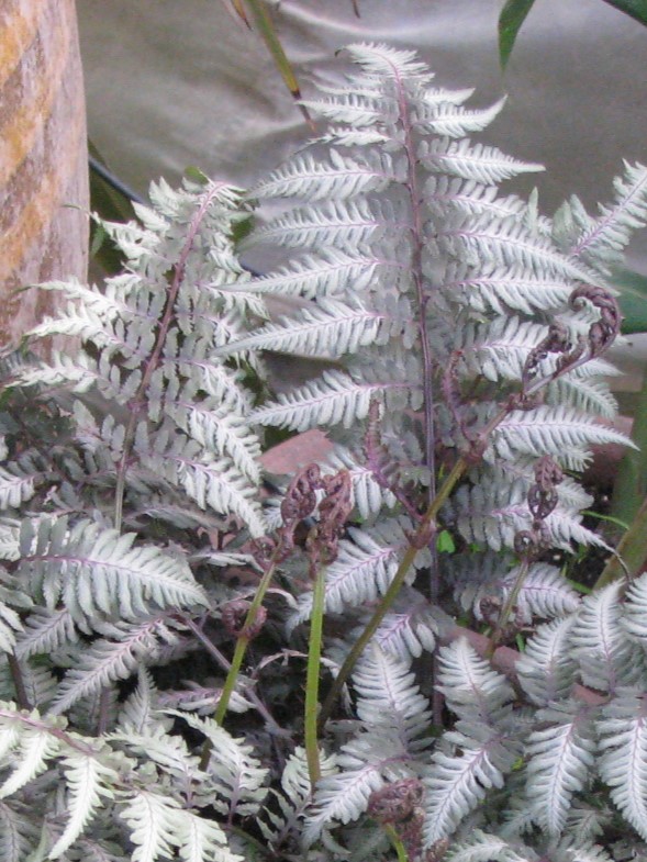 Athyrium_niponicum_Pictum_full1_cut_up