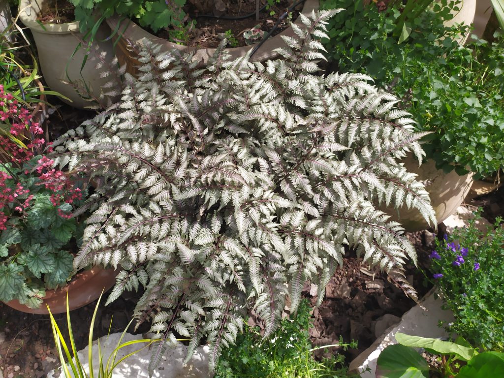 Athyrium_niponicum_Pictum_full2