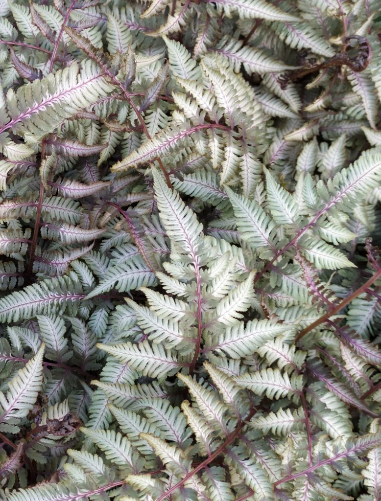 Athyrium_niponicum_Pictum_leaves1_cut_up