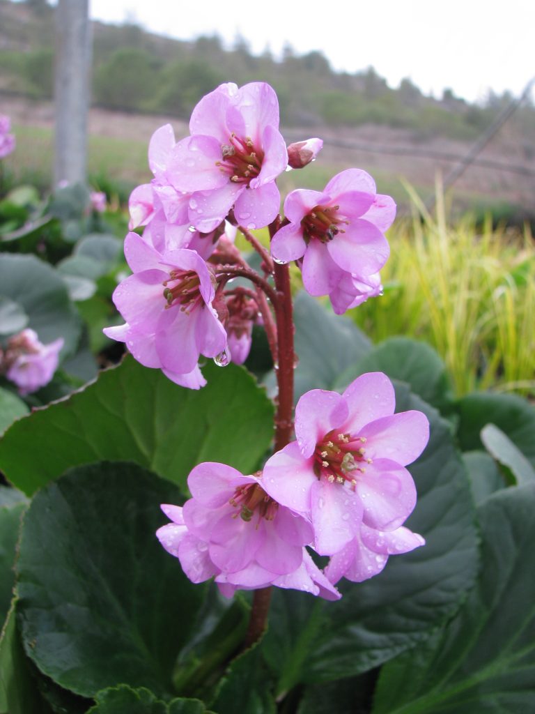 Bergenia_x_scmidtii_flowers_close_up1