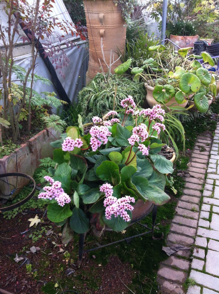 Bergenia_x_scmidtii_full_pot_up1