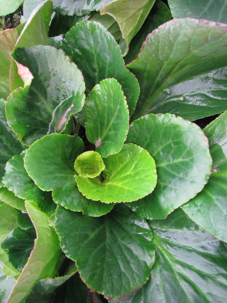 Bergenia_x_scmidtii_leaves_up1