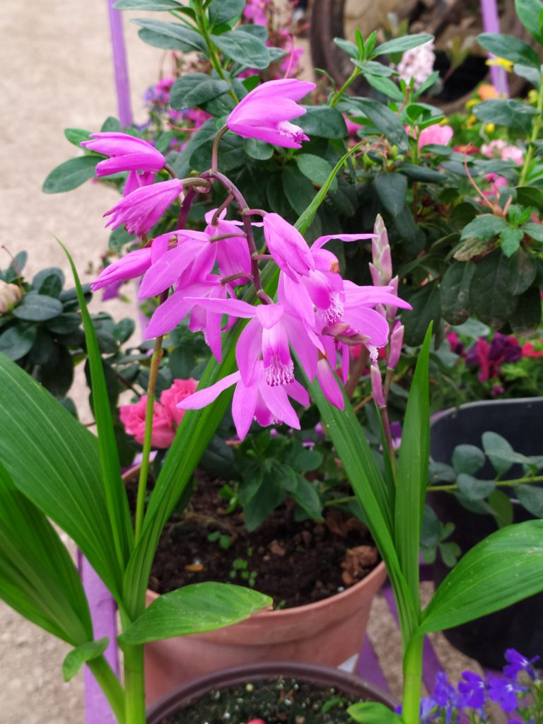 Bletilla_striata_flowers_up1