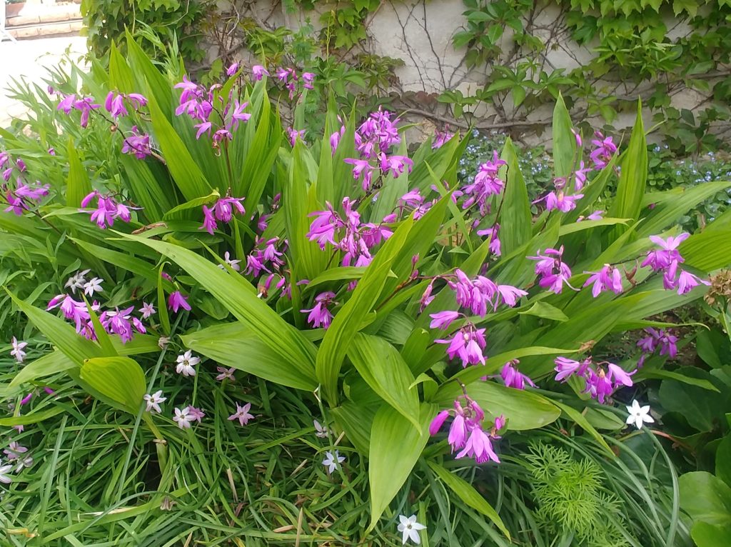 Bletilla_striata_group1_cut