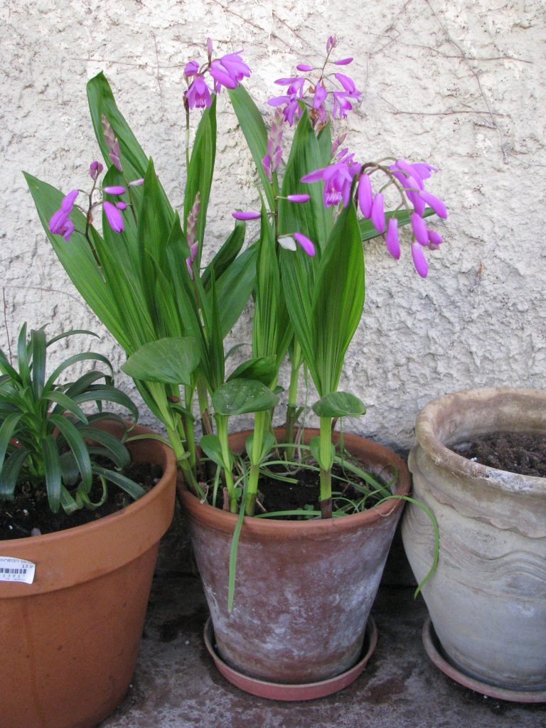 Bletilla_striata_pot_up1