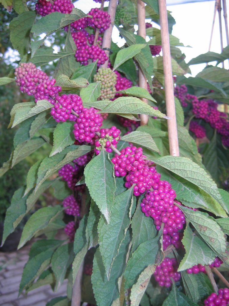 Callicarpa_americana_fruit_up1