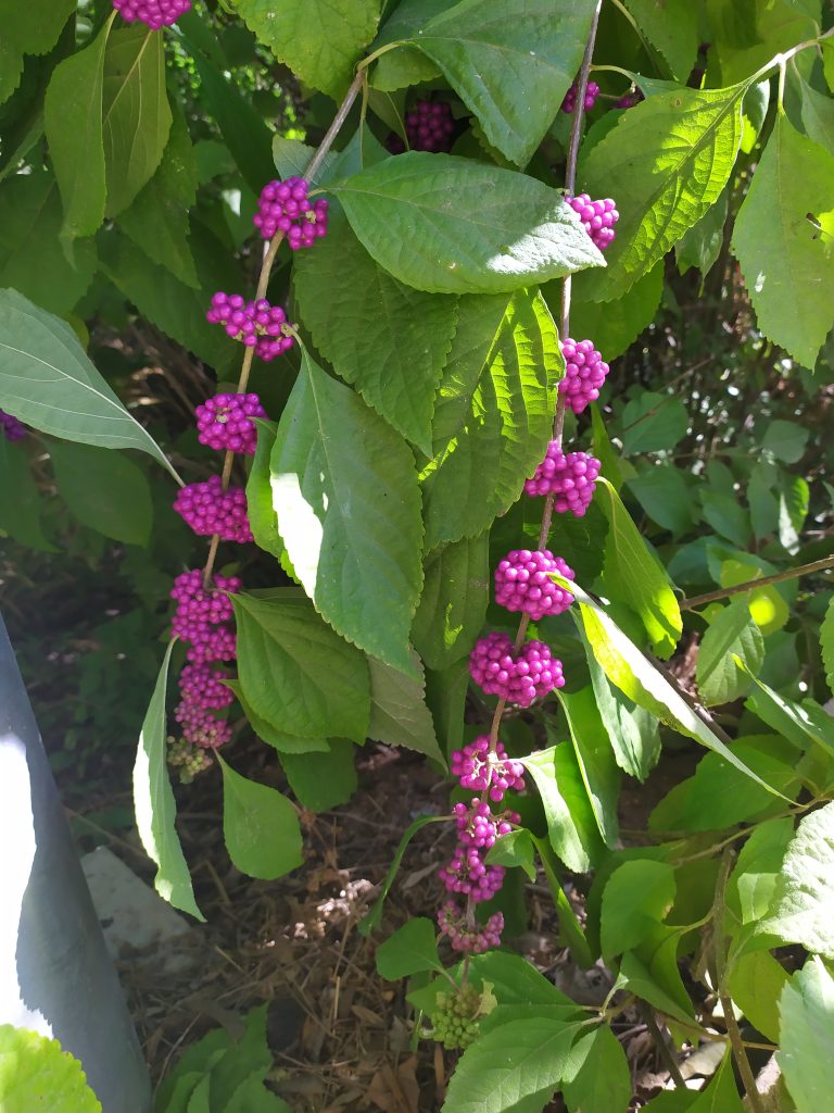 Callicarpa_americana_fruit_up2