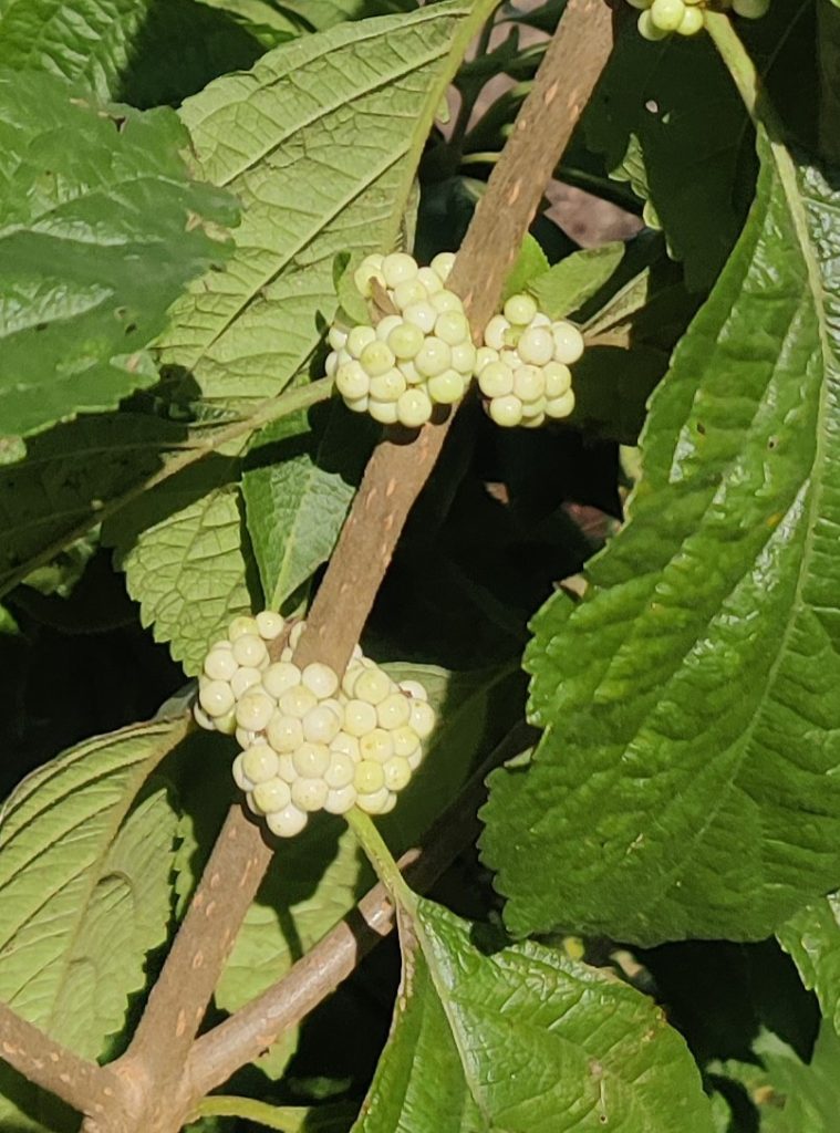 Callicarpa_americana_white_fruit_up1_cut_up