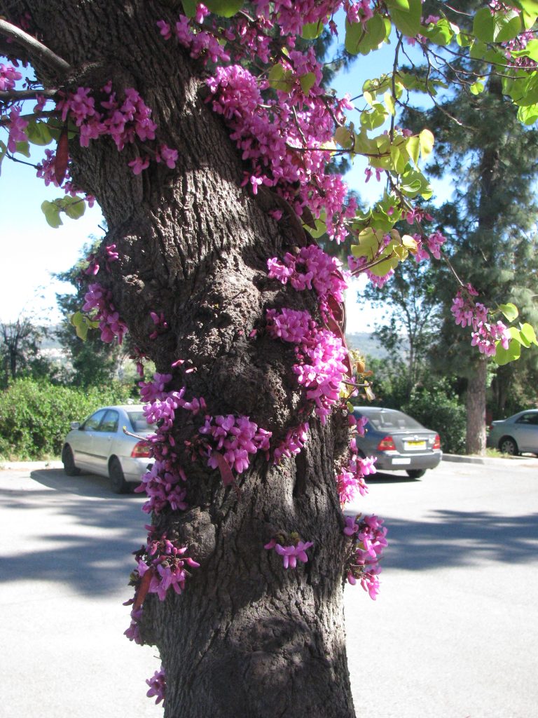 Cercis_siliquastrum_flowers_on_trunk_up2