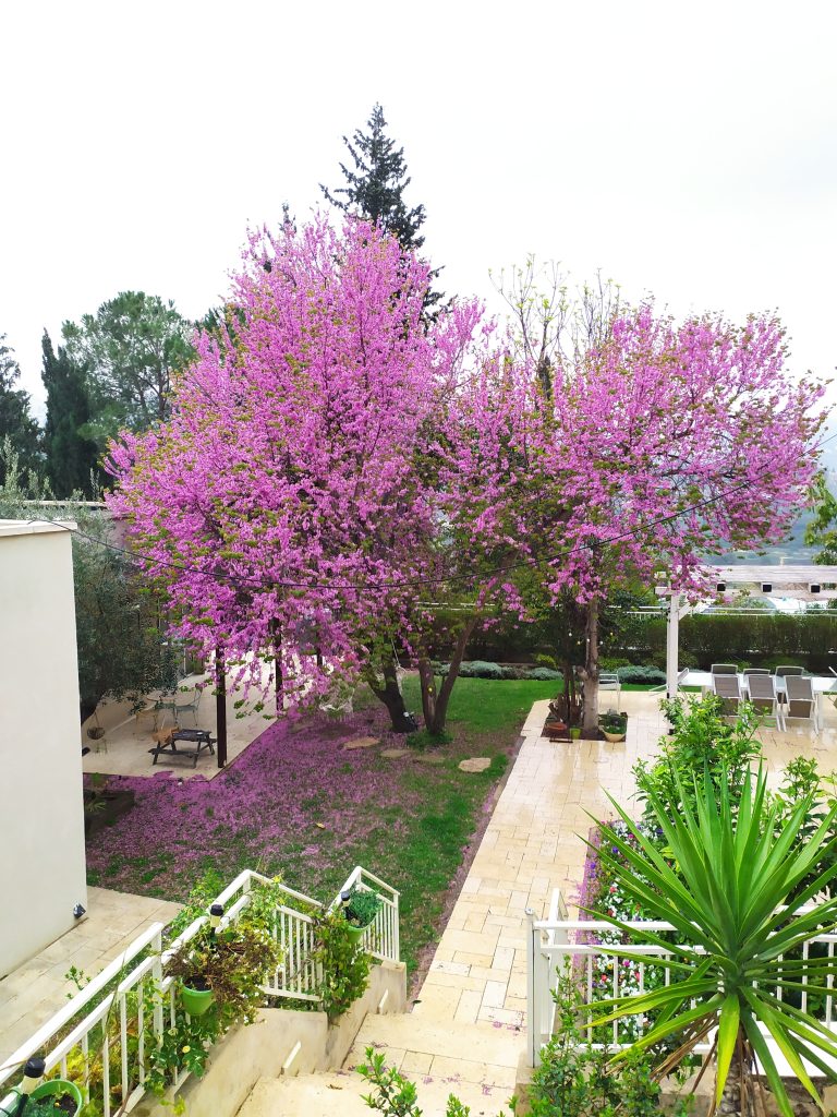 Cercis_siliquastrum_full_up1