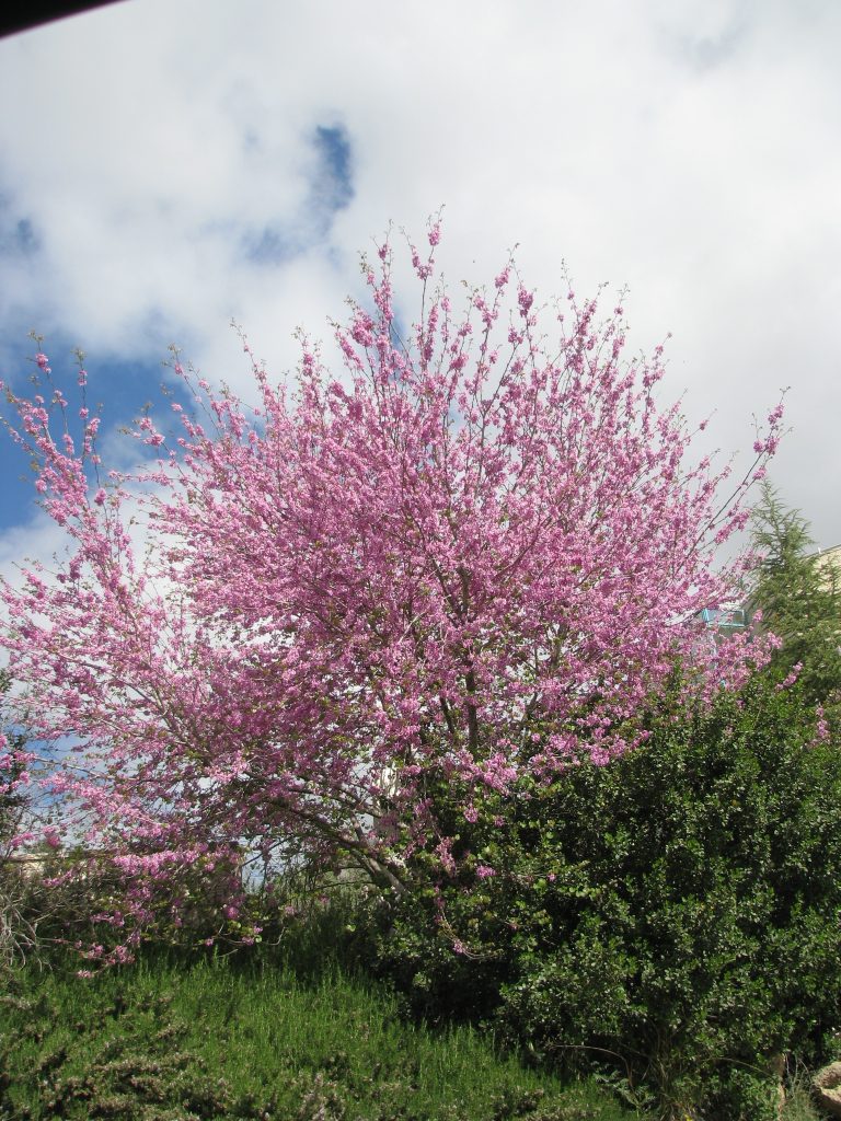 Cercis_siliquastrum_full_up3