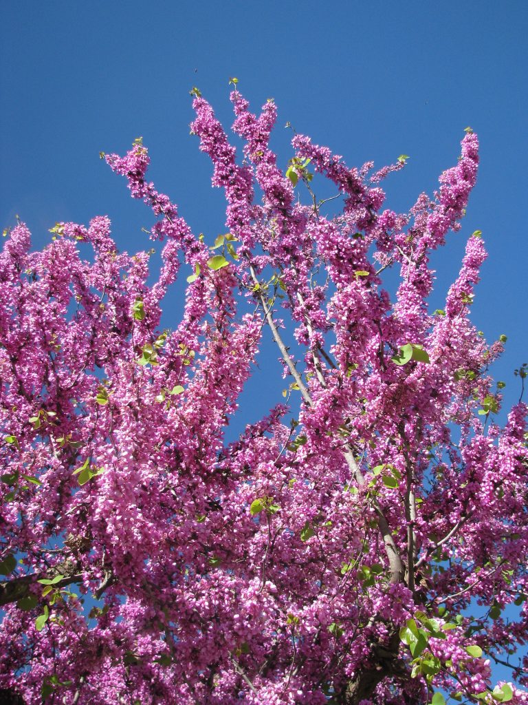 Cercis_siliquastrum_many_flowers_up1