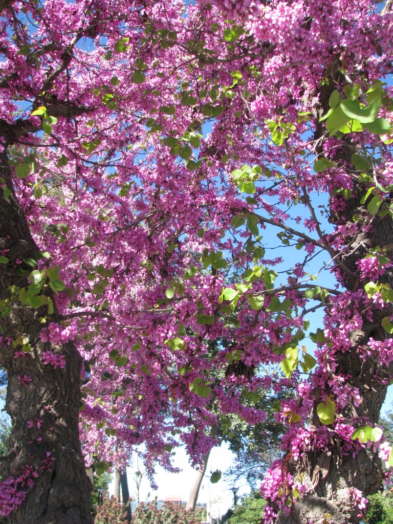 Cercis_siliquastrum_many_flowers_up2