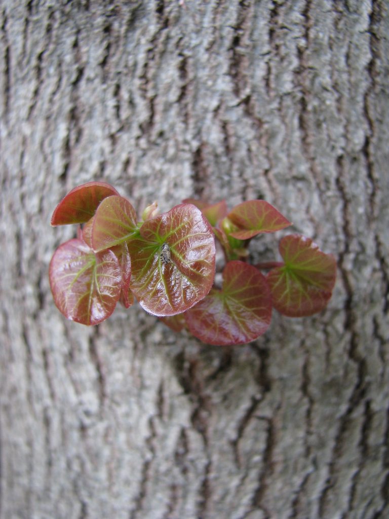 Cercis_siliquastrum_new_leaves_up1