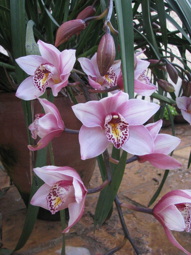 Cymbidium_hybrids_Avishag_flowers_up1