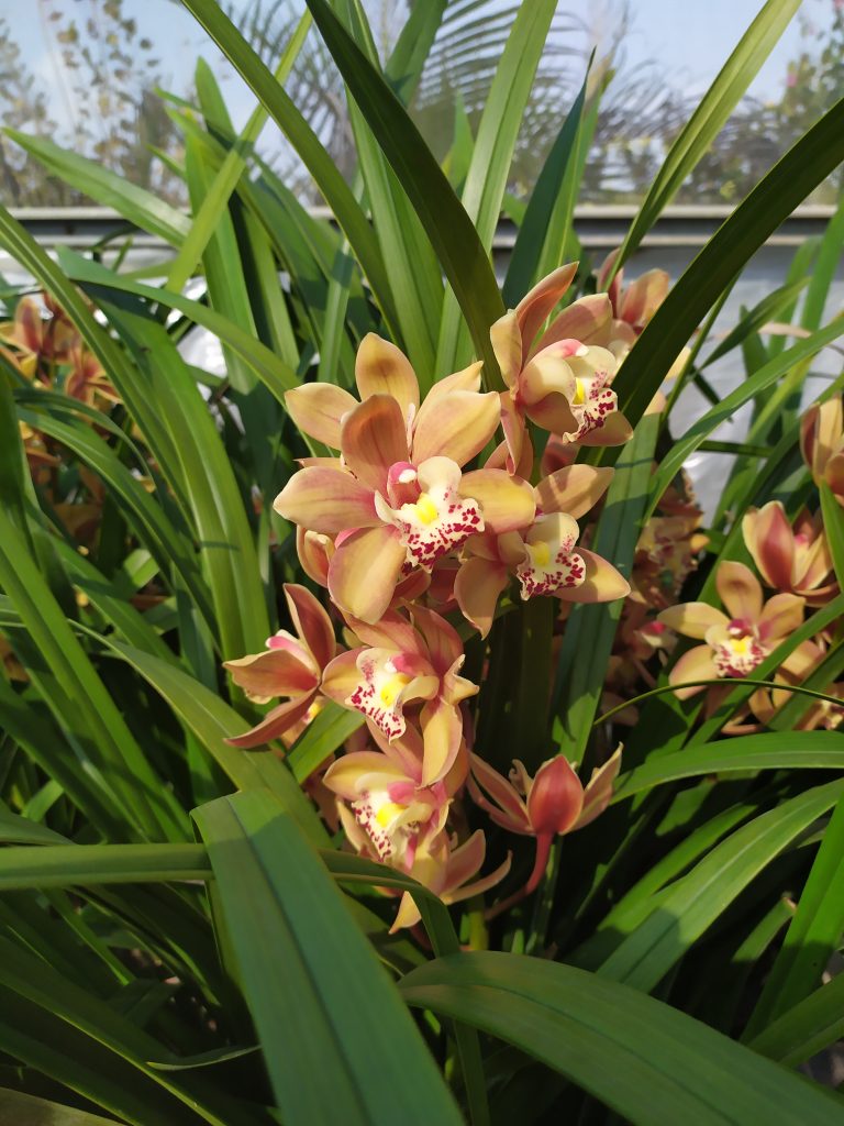 Cymbidium_hybrids_flower_cream_up1