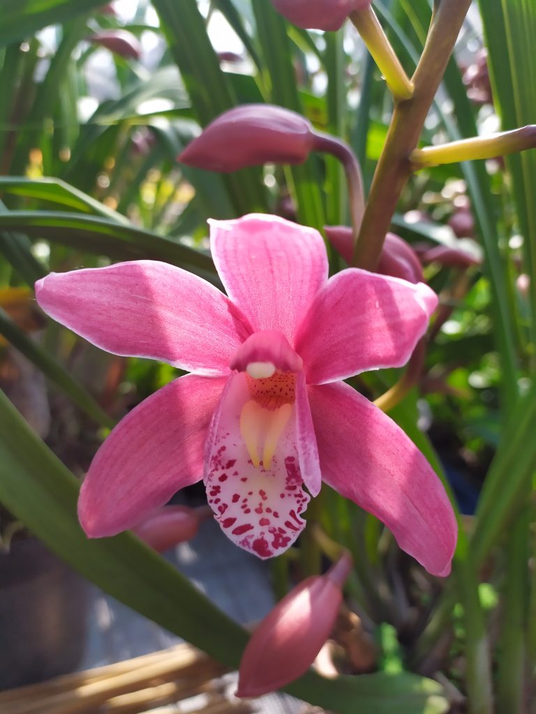 Cymbidium_hybrids_flower_pink_up1