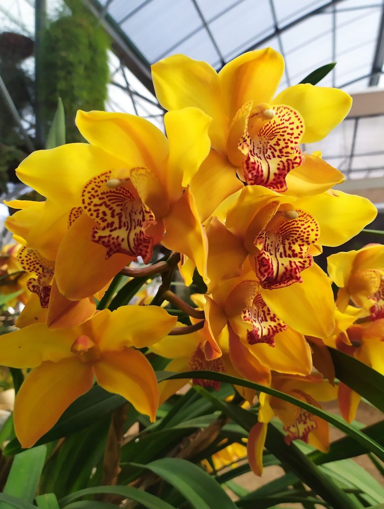 Cymbidium_hybrids_flowers_large_orange2_cut_up