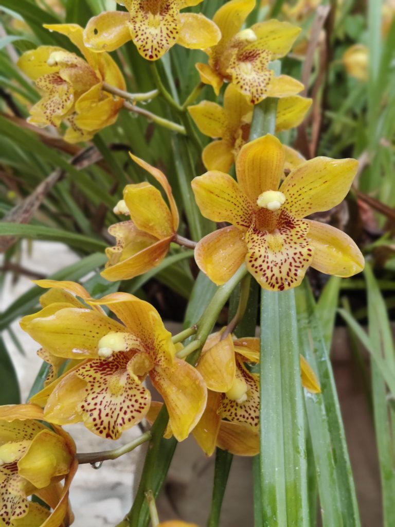 Cymbidium_hybrids_flowers_orange_cream_up1