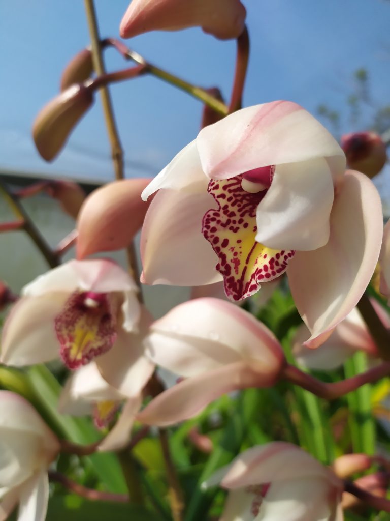 Cymbidium_hybrids_flowers_white_pink_up1