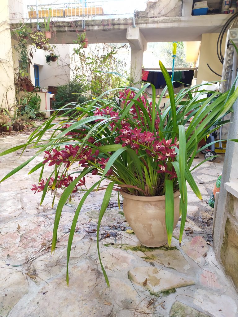 Cymbidium_hybrids_my_crimson_full_up1