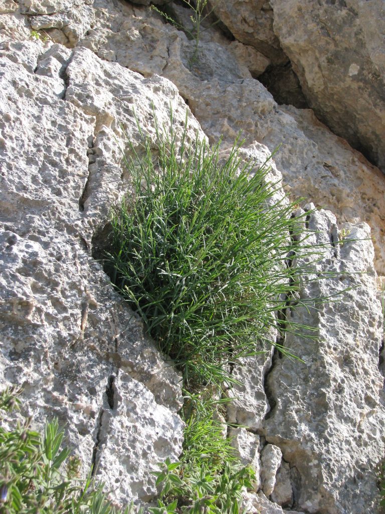 Dianthus_pendulus_cliff_Carmel_up1