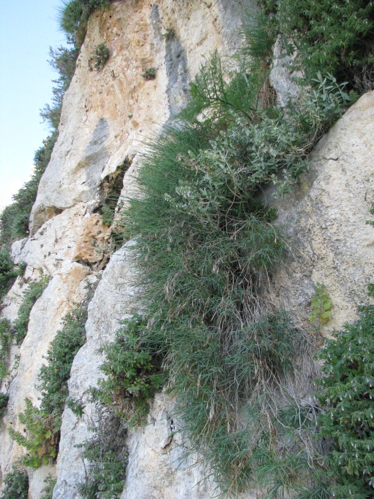 Dianthus_pendulus_cliff_Carmel_up2