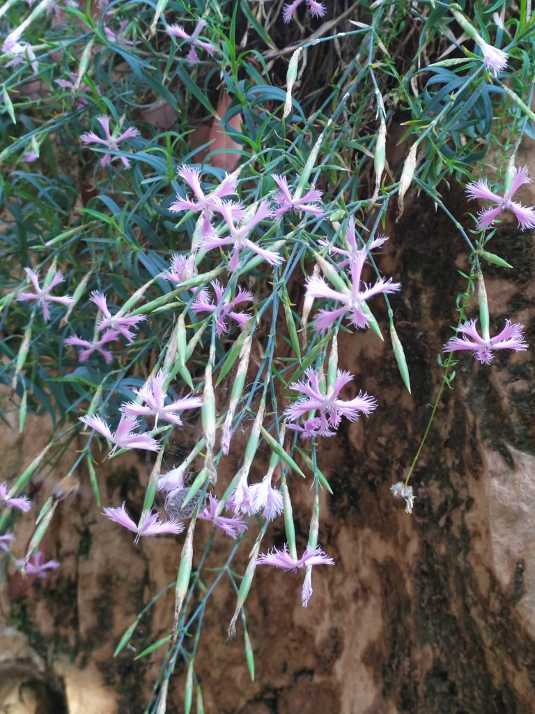 Dianthus_pendulus_flowers_up1