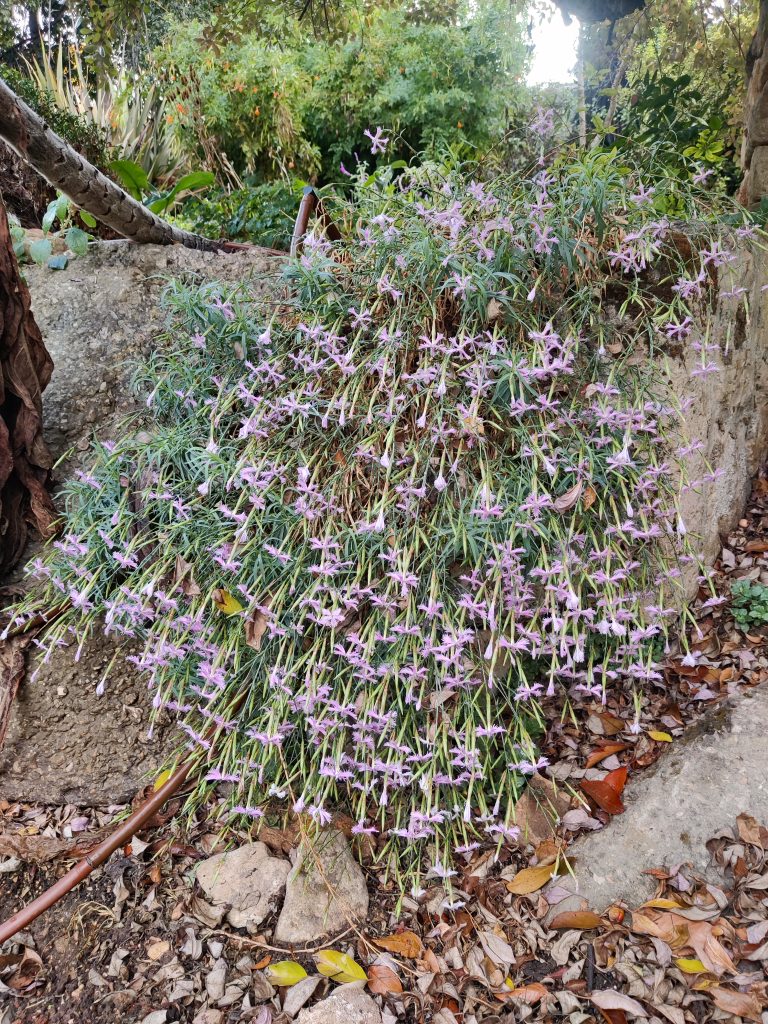 Dianthus_pendulus_full_flowers_up1