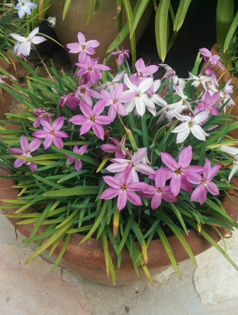 IPheion_Tessa_small_pot2_cut_up