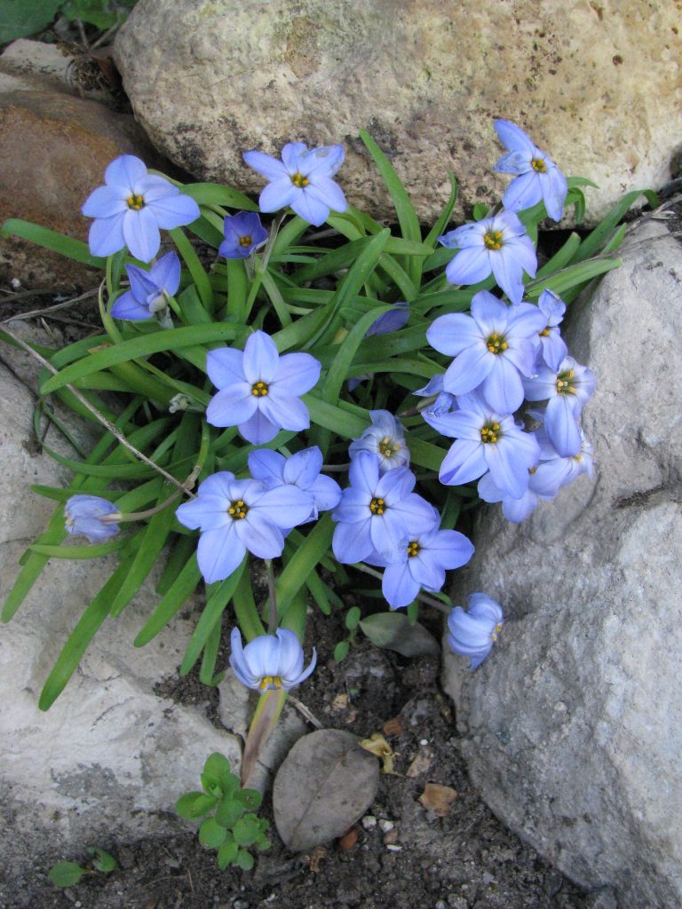 Ipheion_Rolf_Fiedler_full_rockery_up