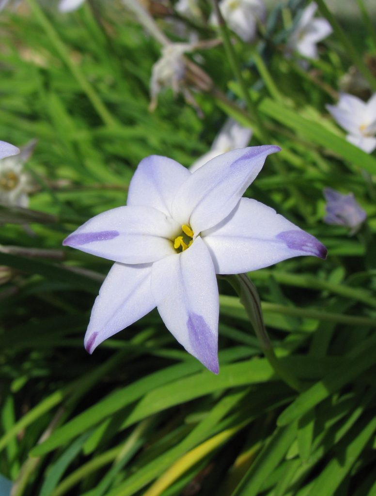 Ipheion_uniflorum_flower1_cut_up