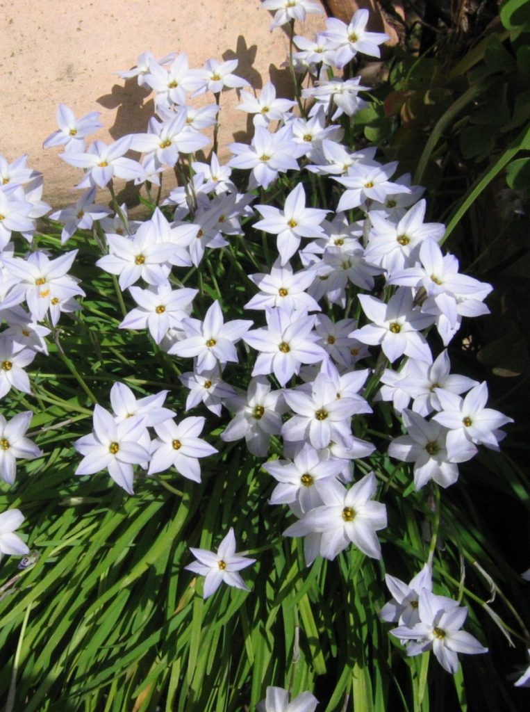 Ipheion_uniflorum_full1_cut_up