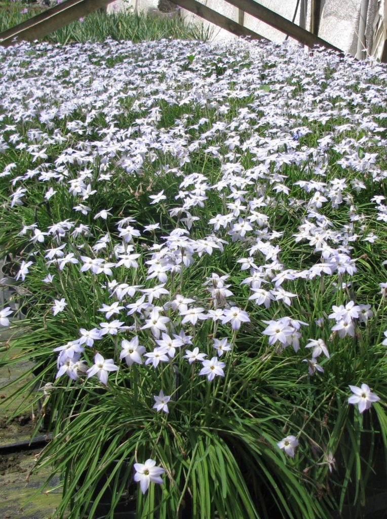 Ipheion_uniflorum_group2_cut_up