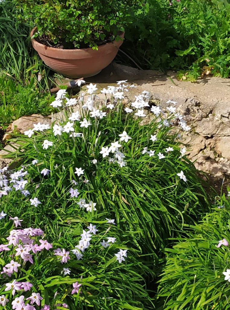 Ipheion_uniflorum_group4_cut_up_White_Star