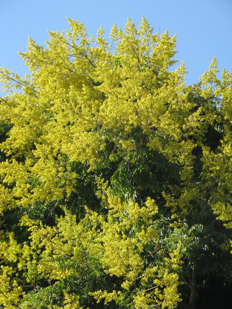 Koelreuteria_bipinnata_flowers_up1