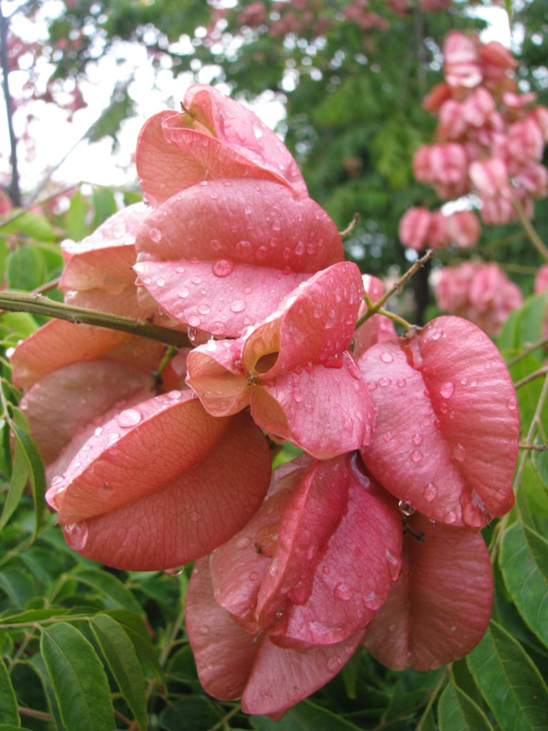 Koelreuteria_bipinnata_fruits_close_up1