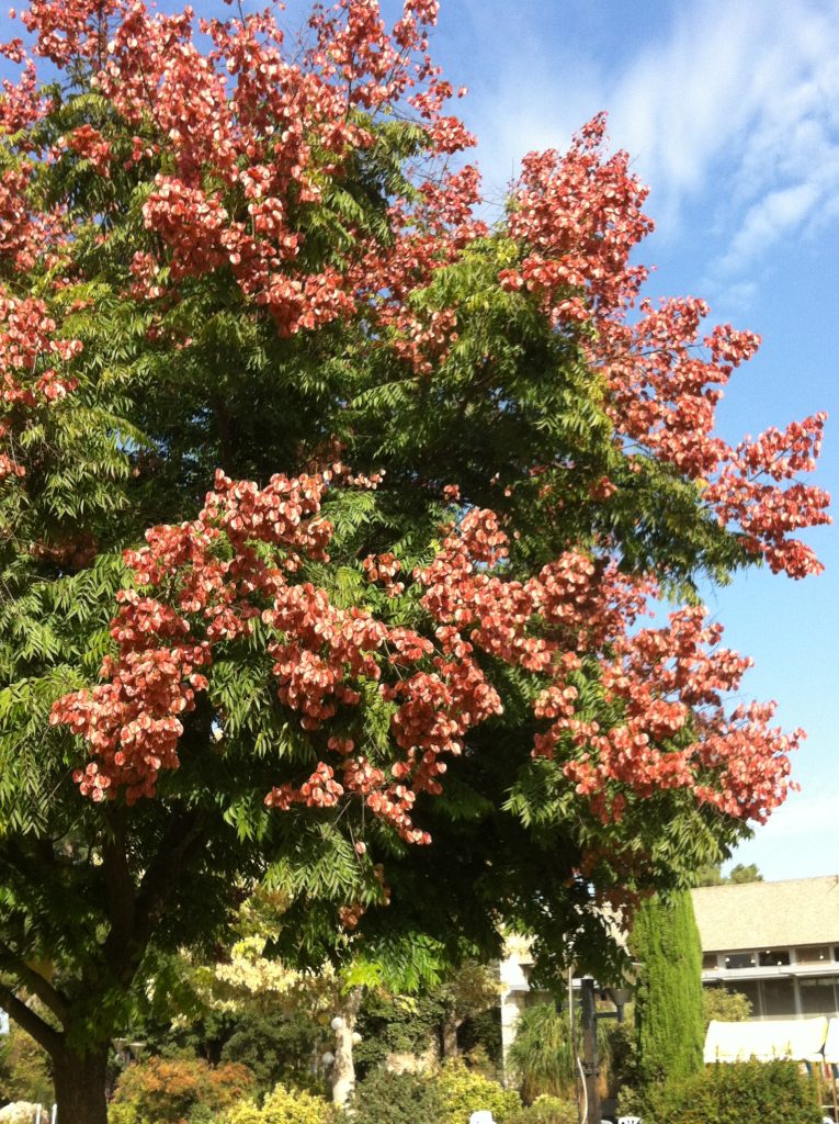 Koelreuteria_bipinnata_fruits_up1