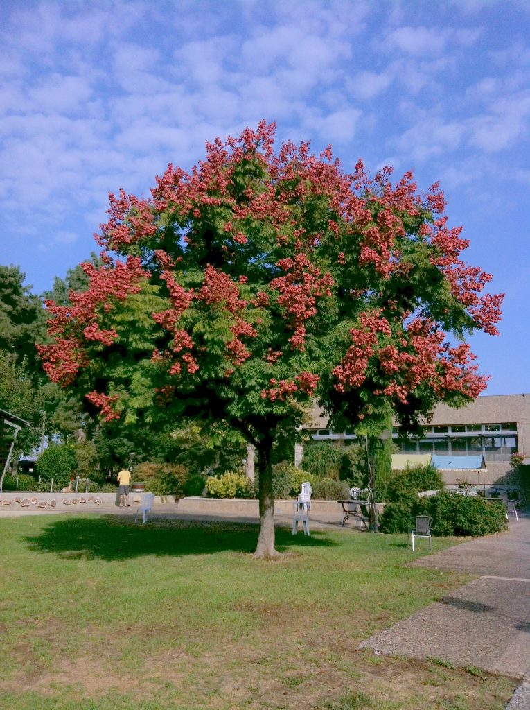 Koelreuteria_bipinnata_full_fruits_up1