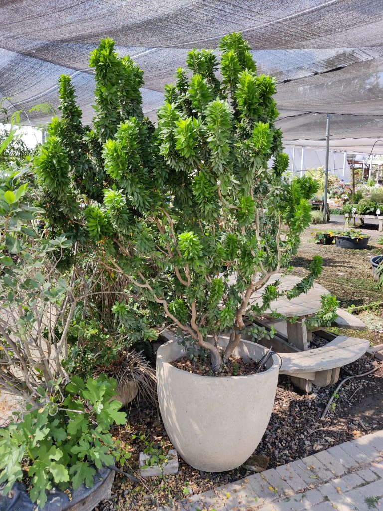 Myrtus_communis_Boetica_full_pot_up1