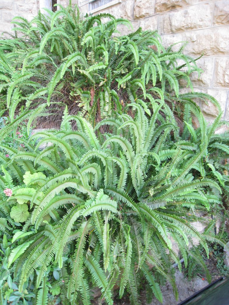 Nephrolepis_obliterata_group_up1