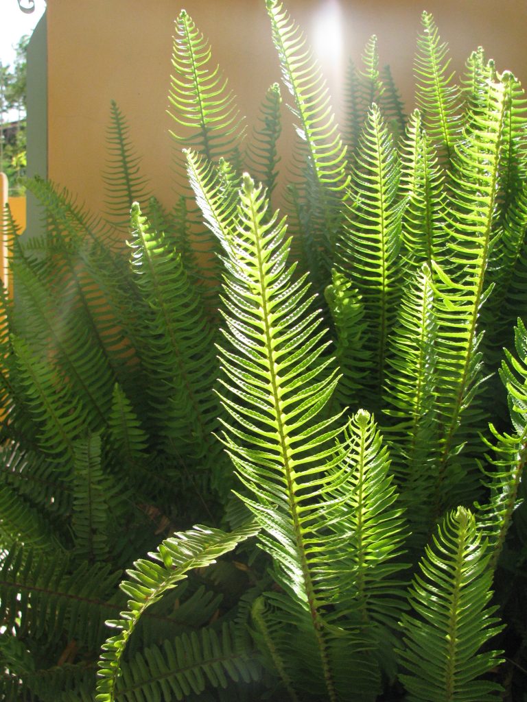 Nephrolepis_obliterata_leaves_up2