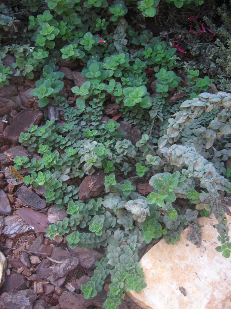 Origanum_vulgare_up1