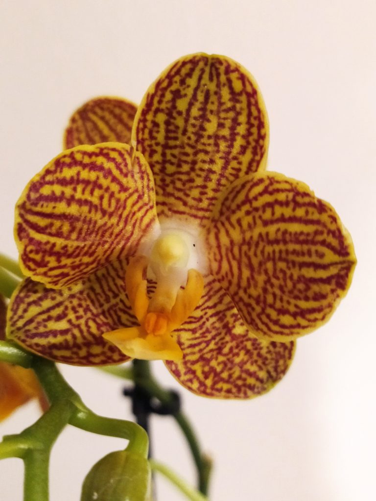 Phalaenopsis_hybrid_flower_orange_spots